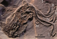 165-Million-Year-Old Octopus Fossil Found In 1982 Continues To Provide Invaluable Insights Into The Evolution Of These Amazing Creatures