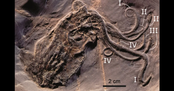 octopus fossil