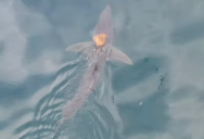 Scientists Captured A Video Of An Octopus Riding A Shark And Playfully Name It “Sharktopus”