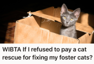 A Woman Rescued Stray Kittens And Reached Out For Help, But She Ended Up With A Surprise Bill From A Rescue Clinic She Never Agreed To