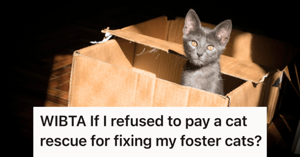 stray kitten in a box