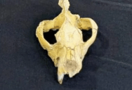 Skull Of Previously Unknown Ancient Apex Predator Found At Egyptian Dig Site