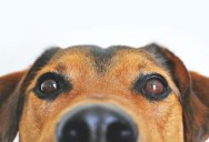 New Study Of Street Dogs In India Reveals The True Favorite Color Of Our Canine Pals