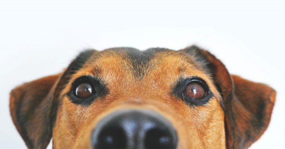 A close up of a terrier's face
