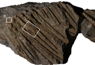 Astonishing Fossilization Process Has Preserved Microscopic Feather And Eyelid Details Of A 30,000 Year Old Vulture