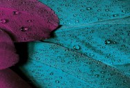 By Inhibiting Molecular Signaling Pathways, Swiss Researchers Suggest How Dinosaur Feathers Might Have Developed Into Those We Know Today