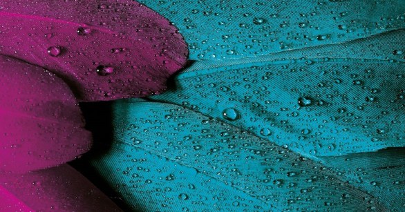 Blue and purple feathers