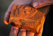 Buried For 15 Million Years, This Fossilized Freshwater Fish Has Been Waiting To Show Researchers Its Colorful Scales And What It Had For Lunch