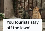 A Local Falsely Accused Them Of Misbehaving On Vacation, But They Got Back At The Accuser With Cat Supplies