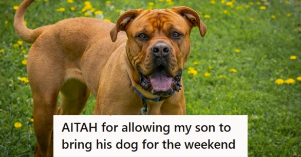 Red colored mastiff mix dog looking at the owner