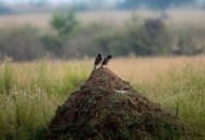 New Study Suggests That 603 Animal Species Are The True Architects Of Our Planet