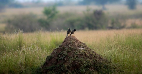 Birds on a mound in a field