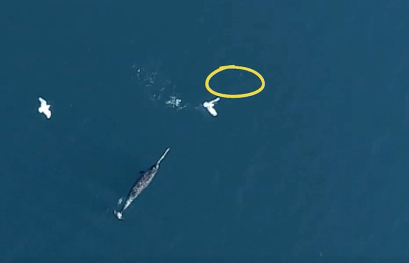 narwhals in the wild with seagull