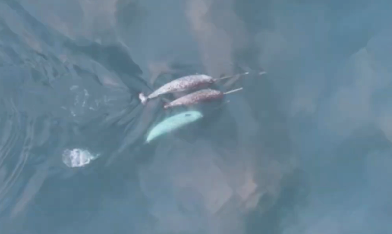 three narwhals in the wild