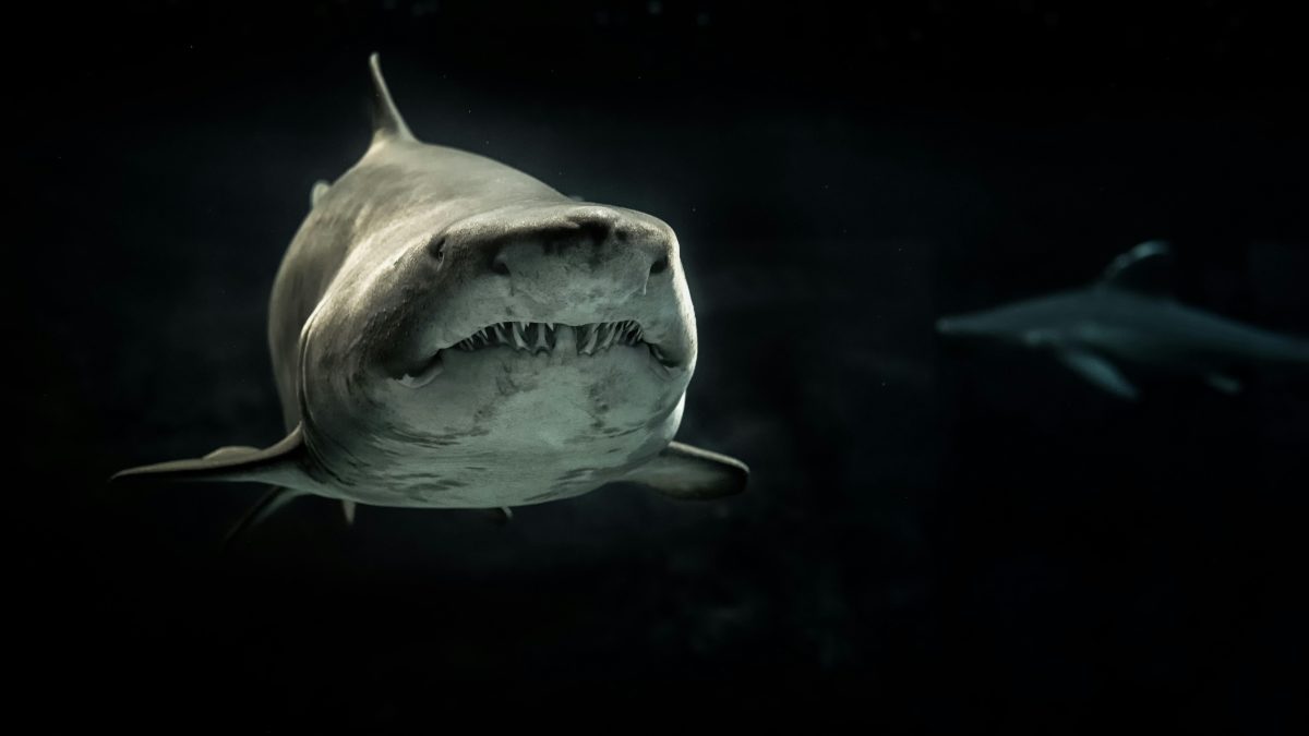 A shark swimming against a dark backdrop