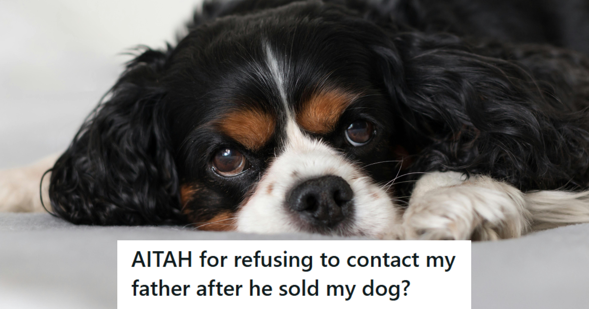 Cavalier King Charles Spaniel laying on the bed