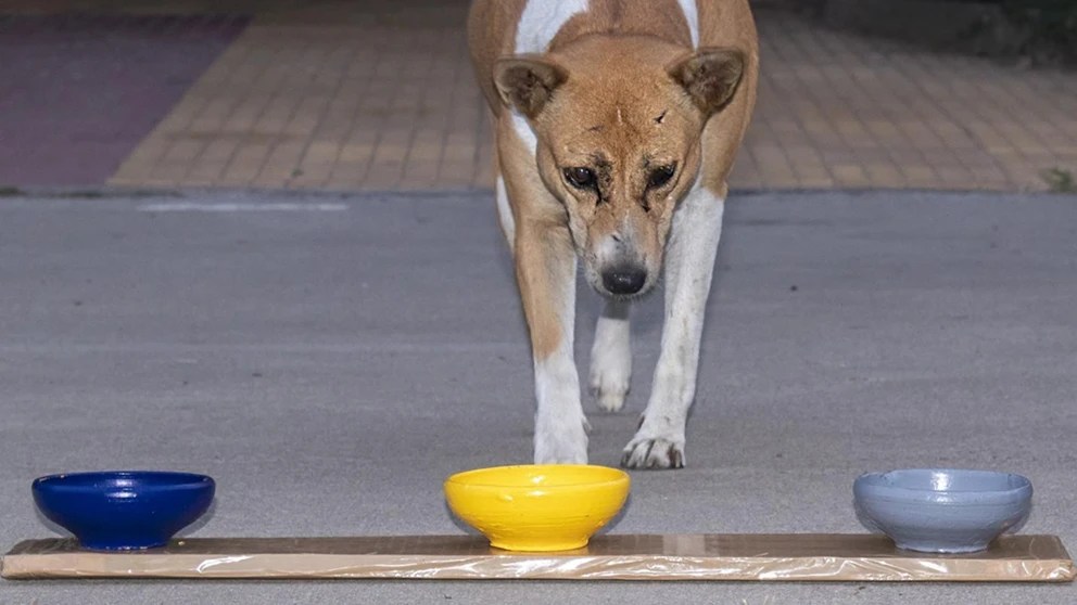 A street dog approaching the bowls