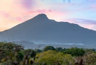Researchers Found An Enormous Tree Hiding In Plain Sight For Over 2,000 Years Deep In The Forests Of A Tanzanian Mountain Range