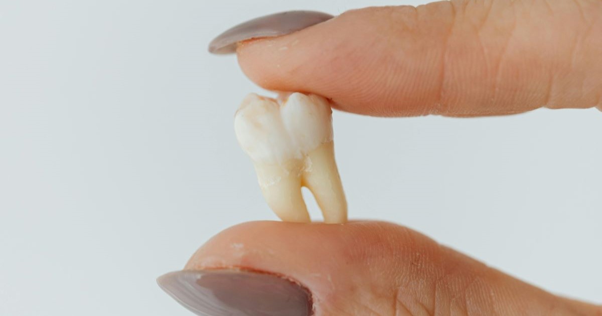 A tooth held between a finger and thumb