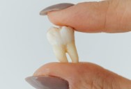 New Research Could One Day Give You The Ability To Regrow Your Own Teeth, Saving You The Cost And Pain Of Fillings Forever