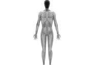 Innovative Android Powered By Artificial Muscles And Bones May Be Creepy But Its Potential Is Incredible