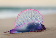 Check Out These Amazing Animals That Are Actually Tiny Creatures Working Together To Appear As A Single Organism