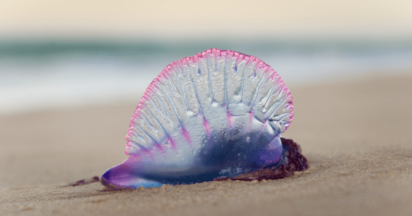 Portuguese Man o’ War
