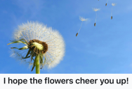 A Neighbor Harassed Them During Their Walk, So They Decided To Collect Dandelions And Bless Her Garden With A Little Surprise