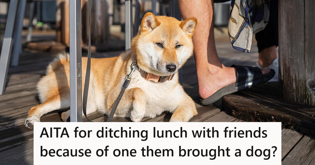 large dog laying on the ground under a chair