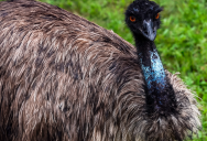 New Study Reveals That Birds With Very Small Brains Are Much Smarter Than Previously Believed