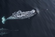 Video Footage Might Help Us Understand What Narwhals Use Their “Horn” For In The Wild