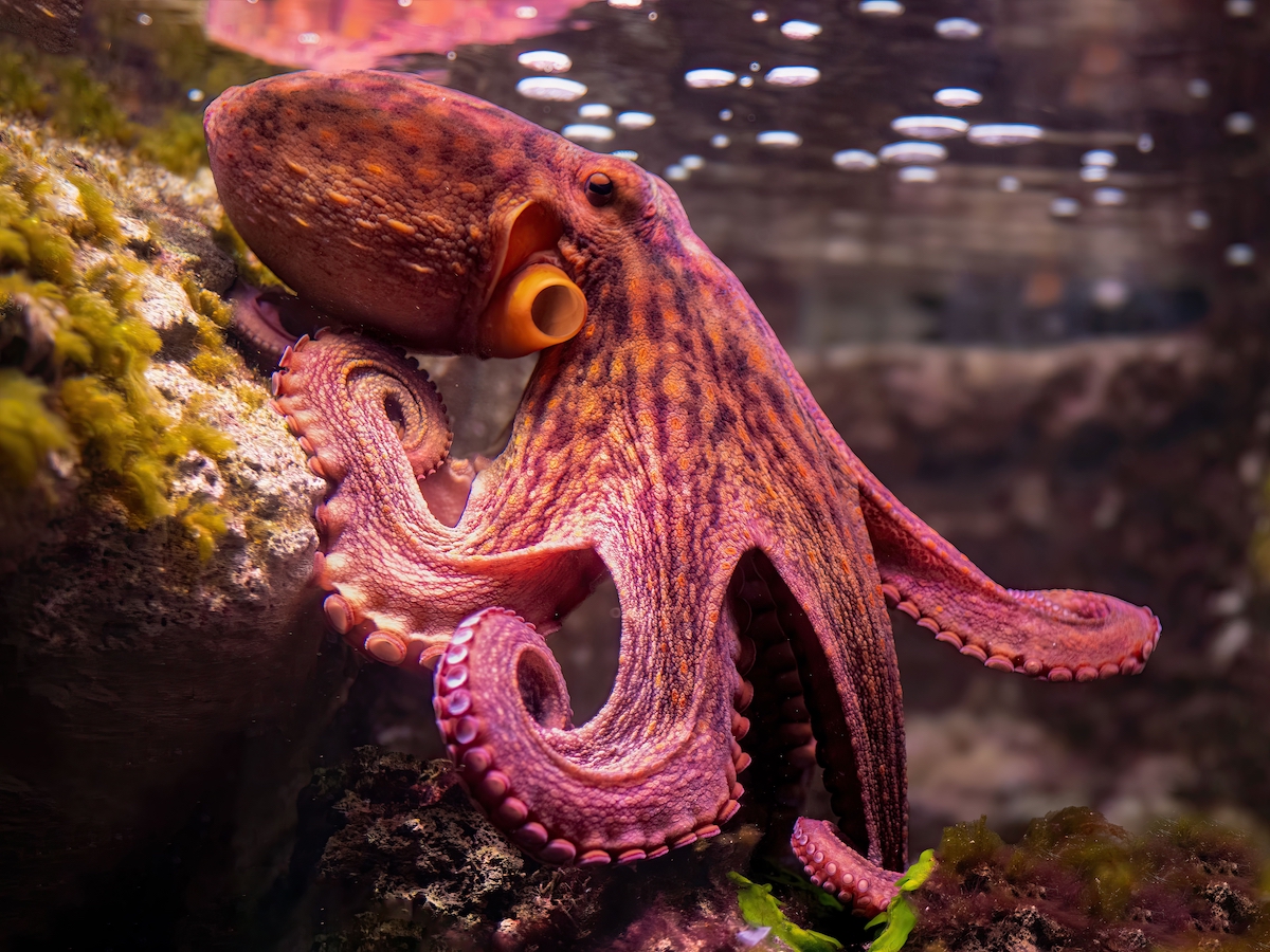 Vibrant octopus resting on a rock underwater, showcasing its vivid colors and textures in a marine habitat.