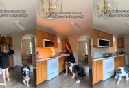 ‘You’re so smart, Echo!’ – Hero Dog Brought Its Owner Water After A Fire Started In Her Kitchen