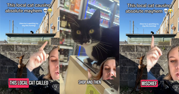 cat causing mischief in england