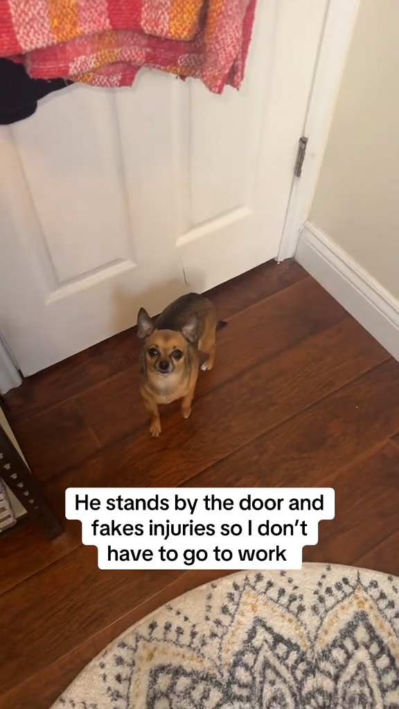 Binky the Chihuahua faking injury