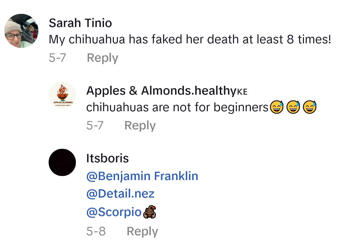2025 05 17 14 21 09 Her Small Dog Started Acting Like It Was Injured, But Apparently The Cure Was Asking If He Wanted To Go Outside