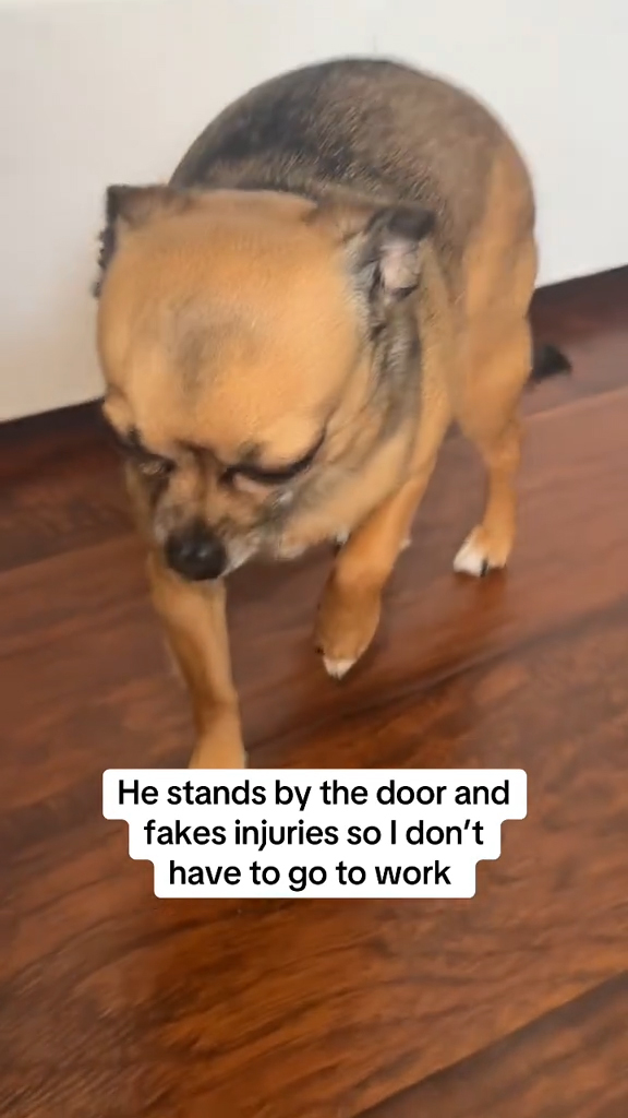 Binky the Chihuahua faking injury