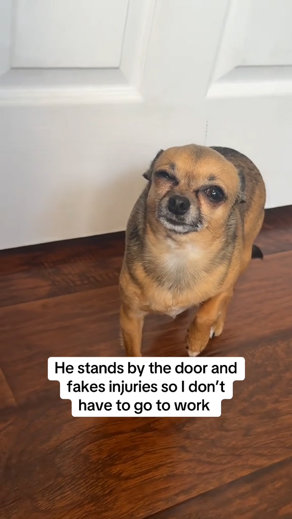Binky the Chihuahua faking injury