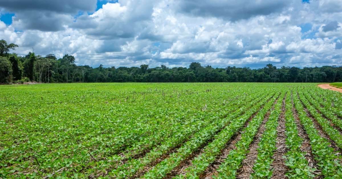 Crops grown in the Amazon