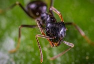 The Asian Needle Ant Is Tiniest Creature In Your Yard That Could Also Be The Most Dangerous