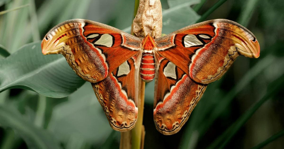 A close up of an atlas moth