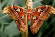 Worldwide Bug Populations Are Declining At A Worrying Rate, And We’re Far From Truly Understanding Why