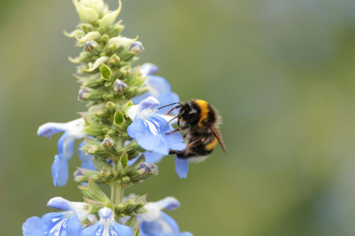 A bumblebee on a blue flower