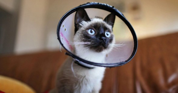 A cat wearing a cone post surgery