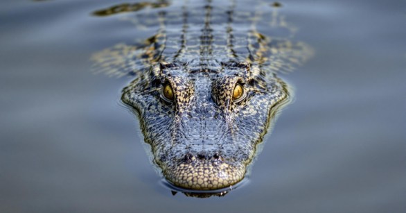 Crocodile swimming at the surface
