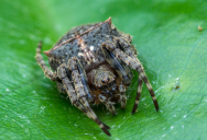 This Small Spider Holds The World Record For The Largest Web And The Strongest Biological Material Ever Recorded