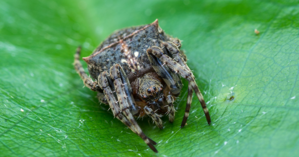 Darwin's bark spider closeup