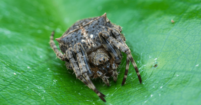 Darwins-bark-spider-1.png?w=640