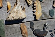 New Study On Rare Denisovan Mandible Fossil Sheds Light On Ancient Human Ancestors