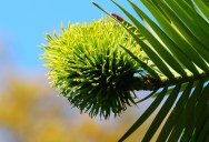 The Dinosaur Tree, Once Thought To Be Extinct, Is Making A Comeback Thanks To Conservation Efforts